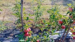 #Сад мечты. Сорт яблони Лигол. (Ligol)