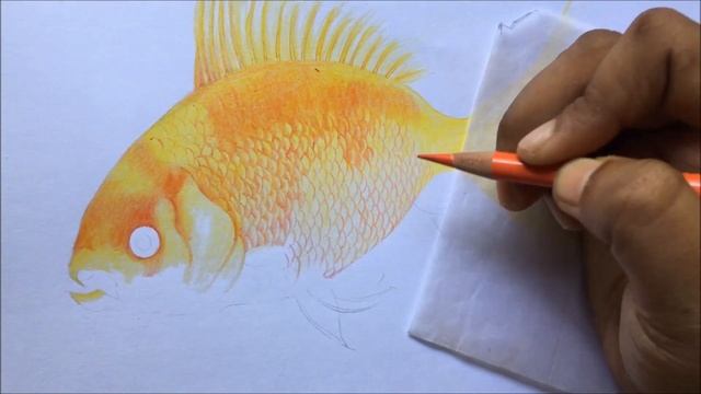 Gold Fish Drawing in Color Pencils | Fish Drawing Step by Step | Faber Castell Polychromos смотреть онлайн