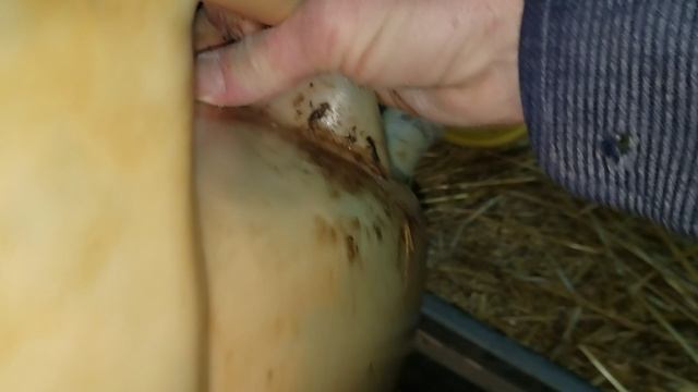 Кормлю червей после переселения на солому. смотреть онлайн