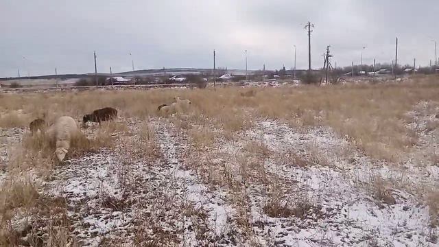 24 ноября 2023 г. (5).mp4 смотреть онлайн