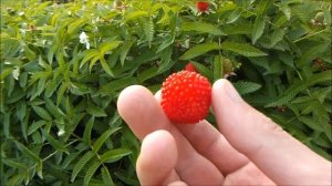 Малина розолистная (тибетская)