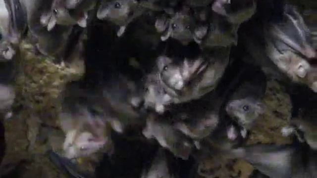 Летучие мыши смотреть онлайн