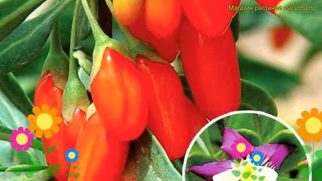 Годжи обыкновенная Сахарный Гигант. Краткий обзор, описание характеристик lycium barbarum смотреть онлайн