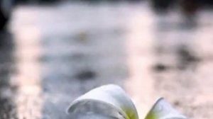 Братья Гримм Сердце❤❤❤❤❤❤❤❤❤❤❤