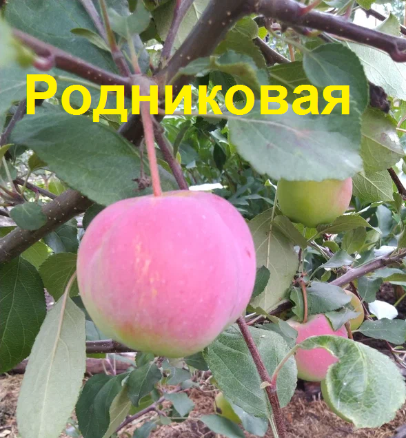 Родниковая
плодоношение яблонь в моём саду