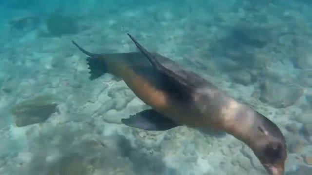 Play with Me, Shark! смотреть онлайн