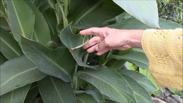 Канна тропическое растение. Растёт у нас в саду! смотреть онлайн