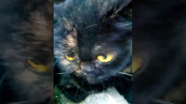 Глазастый кот смотреть онлайн