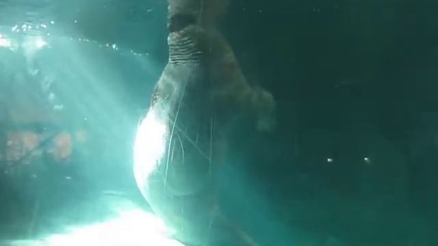 Walrus sucks own dick смотреть онлайн