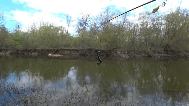 ЭТО ПРОСТО ЖЕСТЬ, поймал ОГРОМНУЮ рыбину, которой 30 лет. Таких я еще не ловил. Рыбалка на спиннинг смотреть онлайн