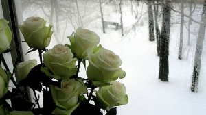 БЕЛЫЕ РОЗЫ 20 ЛЕТ СПУСТЯ