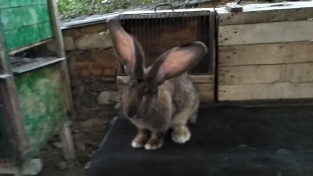 Крольчиха Фландр возраст 6,5 месяцев. Вес 7,2 кг , ухо 23 см (Молдова) смотреть онлайн