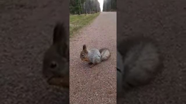 БЕЛКА чуть не откусила палец SQUIRREL смотреть онлайн