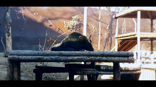 Владивосток Седанка ЗООПАРК смотреть онлайн