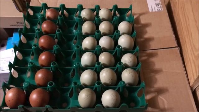 I'm A Hatching Fool | Playing Catch-Up смотреть онлайн