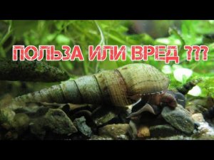 УЛИТКА МЕЛАНИЯ ПОЛЬЗА ИЛИ ВРЕД АКВАРИУМУ? СПОСОБЫ БОРЬБЫ С НЕЙ
