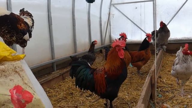 обзор хозяйства/// просто обо всем смотреть онлайн