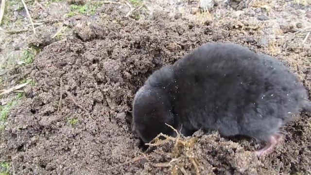Крот в поисках пищи Видео Г А Борнякова смотреть онлайн
