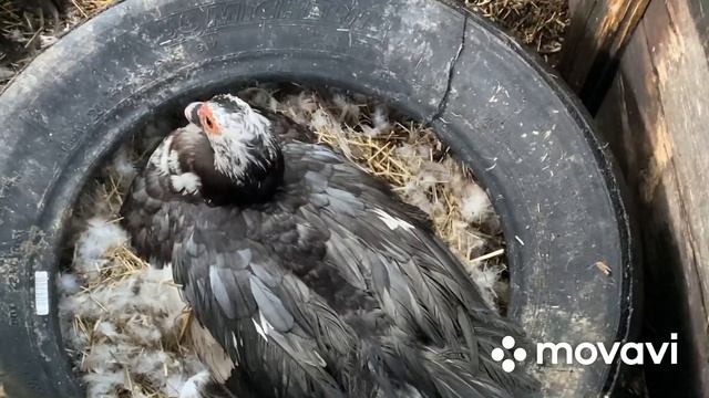 Осенние подарки от Мускусов/Гуси ходят тихим сапом/На хозяйстве грядут перемены смотреть онлайн