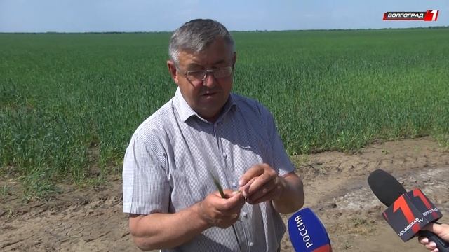 В БЫКОВСКОМ РАЙОНЕ ЗАСЕЯЛИ ПОЛЯ ЗЕРНОВЫМИ КУЛЬТУРАМИ смотреть онлайн