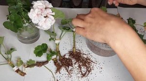 Укоренение черенков пеларгонии в вермикулите. Результаты