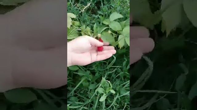 Сават 22 малина смотреть онлайн
