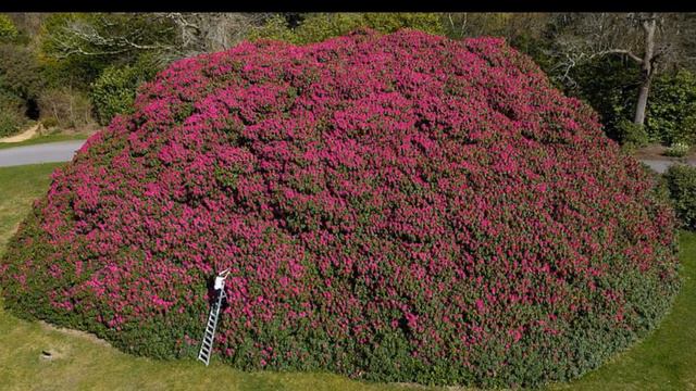 Big rhododendron смотреть онлайн