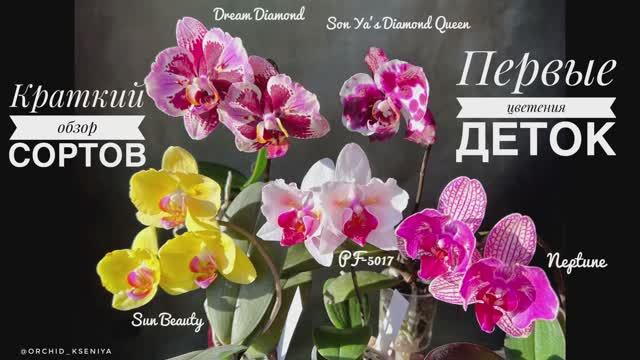 Первые цветения орхидей: Dream Diamond, Son Ya’s Diamond Queen, Sun Beauty, PF-5017, Neptune |Обзор смотреть онлайн