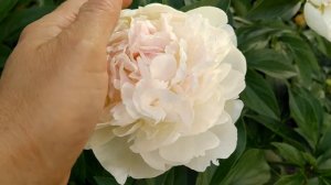 Пион Marilla beauty.