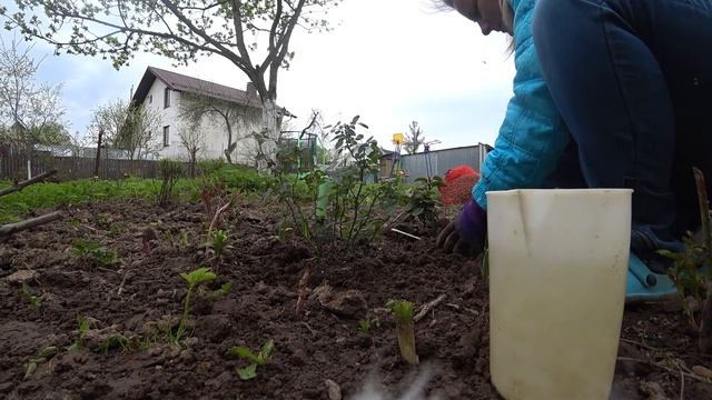 ОТМОСТКА ВОКРУГ КОЛОДЦА : ОБЕД НА ПРИРОДЕ : ПОСАДКА В ГРУНТ ДОМАШНЕЙ РОЗЫ смотреть онлайн