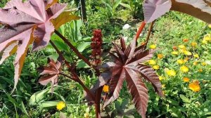 Пальма Клещевина или касторовое дерево