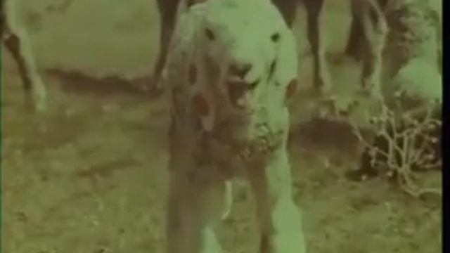 Три цвета Пустыни "Казахфильм" смотреть онлайн