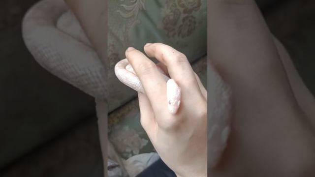 Orochimaru?? #рекомендации #reels #рептилии #змея #snake #animal #эублефар #reptile #рептилия #pet смотреть онлайн