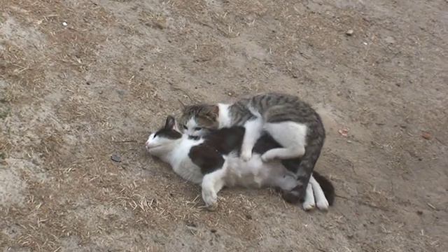 BASIC INSTINCT - ОСНОВНОЙ ИНСТИНКТ