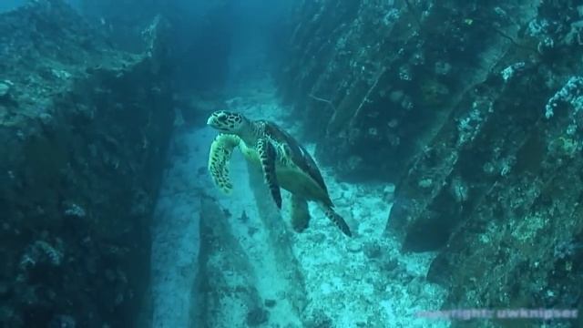 Дайвинг на Сейшелах смотреть онлайн