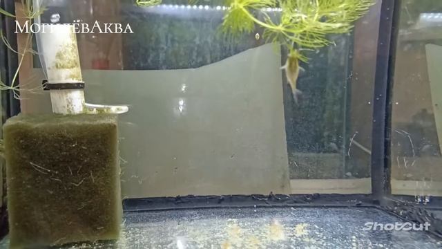 Нерест, Коридорас пигмей разведение смотреть онлайн