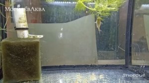 Нерест, Коридорас пигмей разведение