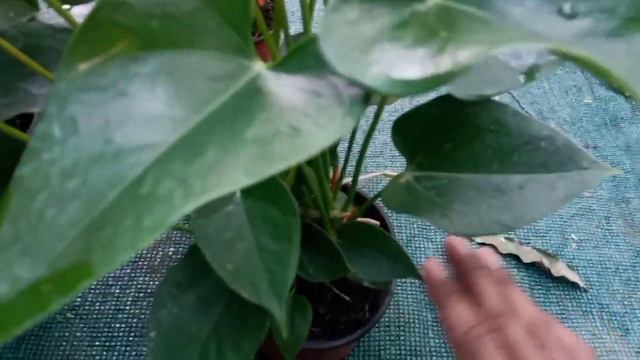 এন্থুৰিয়াম ফুলৰ যত্ন কেনেকৈ ল'ব? How To Care Anthurium Plans ? #Gardeningtips #nurseryrhymes