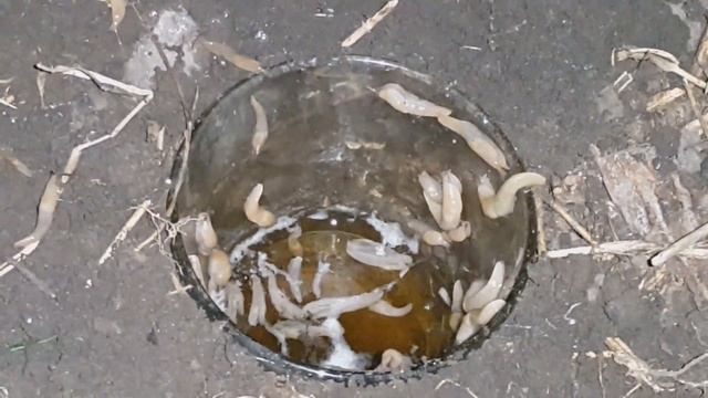 Как уничтожить слизней. Мой эксперимент смотреть онлайн