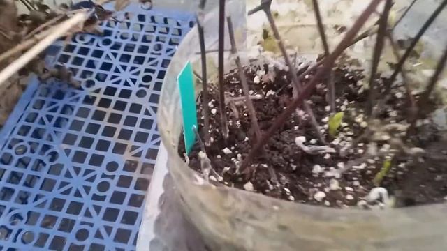 В подвале всё прорастает. 23 января 2020 года. смотреть онлайн