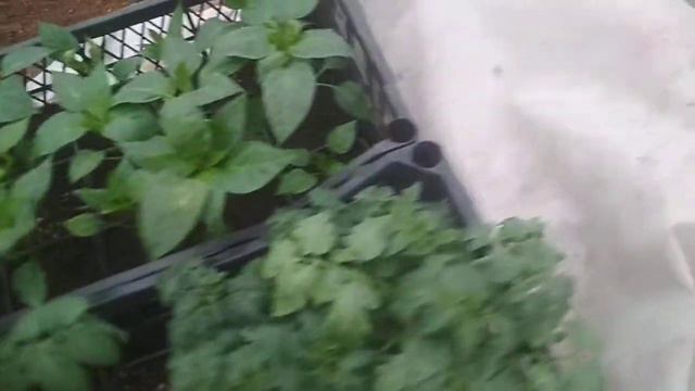 Интересный способ подвязывания томатов смотреть онлайн