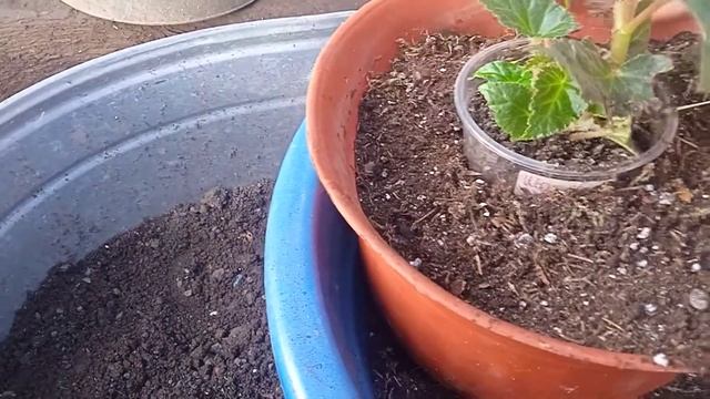 Бегонии Шардоне , цитрус и другие пересадка в новое кашпо.