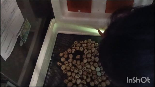 7 день инкубации. Проверяю яйцо на неоплод.