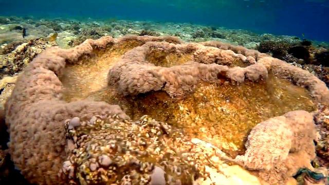 Flower pot coral (Goniopora lobata), Коралл Гониопора крупная, Гониопора дольчатая смотреть онлайн