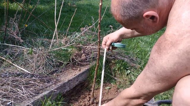 Обрезка абрикоса в первый и второй год. смотреть онлайн