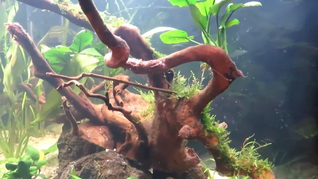 Чёрная борода (водоросль), знаем врага в лицо! смотреть онлайн