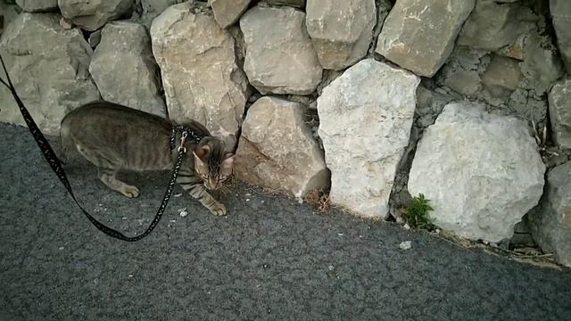 Как приучить кота гулять на поводке смотреть онлайн