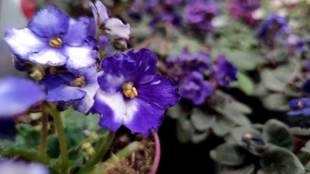 1 Чайная Ложечка и Оживут Даже Сухие Цветы! 1 Ложка Под Любой Цветок и Пышное Цветение Обеспечено смотреть онлайн