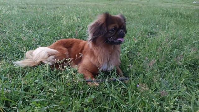 Разходка 2/Pekingese On A Walk