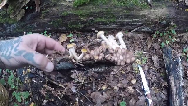 КАК ВЫРАСТИТЬ ГРИБЫ НА СВОЁМ ДАЧНОМ УЧАСТКЕ ВЫРАЩИВАЕМ ГРИБЫ НА ДАЧЕ ГРИБНЫЕ НОВОСТИ ИЗ ЛЕСА смотреть онлайн